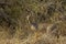Kirk`s Dik Dik, madoqua kirkii, Adult standing on Dry Grass, Masai Mara Park in Kenya