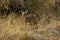 Kirk`s Dik Dik, madoqua kirkii, Adult standing on Dry Grass, Masai Mara Park in Kenya