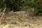 Kirk`s Dik Dik, madoqua kirkii, Adult standing on Dry Grass, Masai Mara Park in Kenya