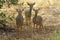 Kirk`s Dik Dik, madoqua kirkii, Adults standing on Dry Grass, Masai Mara Park in Kenya
