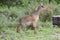 Kirk`s Dik-Dik Madoqua kirkii Portrait in Tanzania