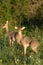 Kirk`s Dik-Dik male and female