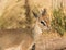 Kirk`s Dik-Dik small African antelope closeup in Serengeti of Africa