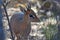 Kirk`s dik-dik in the Waterberg Biosphere in Namibia