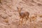 Kirk\'s Dikdik - Lake Manyara NP