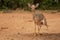 Kirks Dik-dik - Madoqua kirkii small brown antelope native to Eastern Africa and one of four species of dik-dik antelope, big eyes