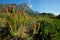 Kirstenbosch botanical gardens