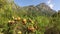 Kirstenbosch botanical gardens - Cape Town