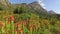 Kirstenbosch botanical gardens - Cape Town