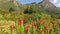 Kirstenbosch botanical gardens - Cape Town