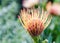 Kirstenbosch Botanical Gardens in Cape Town â€“ South Africa