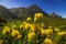 Kirstenbosch National Botanical Garden, Pincushion Protea