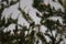 Kirtland`s warbler Setophaga kirtlandii