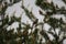 Kirtland`s warbler Setophaga kirtlandii