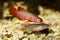 Kisaki Killi Killifish Male and Female Nothobranchius flammicomantis Killi aquarium fish