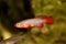 Kisaki Killifish Nothobranchius flammicomantis Killi aquarium fish