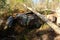 Kisatchie National Forest Boulders Landscape on the Backbone Trail