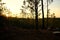 Kisatchie National Forest Sunset on Backbone Trail in Louisiana