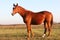 Kisberi felver breed horse posing for cameras