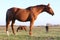 Kisberi felver breed horse posing for cameras