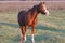 Kisberi felver breed horse posing for cameras