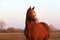 Kisberi felver breed horse posing for cameras