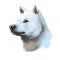 Kishu Ken, Kishu-Ken, Kishu-Inu, Kishu dog digital art illustration isolated on white background. Japan origin asian spitz dog.
