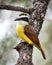 Kiskadee on a Tree Limb in Texas