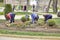 Kislovodsk. Work of workers engage in planting flower