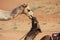 A Kiss in the Desert _ Camels Kissing