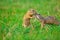 Kiss. Love of squirrel couple. Ground squirrels are kissing in meadow. Animal enjoy Valentine& x27;s Day