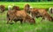 Kiss my ass, group of cow walking around the harvested rice field and eating green grass on the roadside.