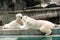 The kiss of polar bears in Budapest zoo.
