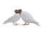 Kiss of two white doves isolated