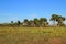 Kissimmee Prairie Preserve