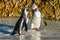 Kissing African penguins on the beach.