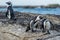 Kissing African penguins on the boulder