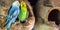 Kissing Budgerigar Melopsittacus undulatus Portrait