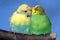 Kissing Budgie Pair