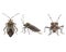 Kissing bug chagas disease vector triatomine; human health emerging zoonotic disease