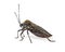 Kissing bug chagas disease vector triatomine; human health emerging zoonotic disease