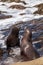 Kissing California sea lion Zalophus californianus