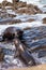 Kissing California sea lion Zalophus californianus