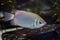 Kissing gourami (Helostoma temminckii)