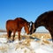 Kissing horses on snow field