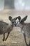 Kissing kangaroos in foggy landscape