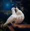 Kissing of love, love bird pigeon, pair of white pigeon, bird of heaven, bird of peach