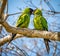 Kissing nanday parakeets during mating season in Pantanal