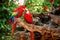 Kissing parrots