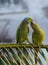 Kissing parrots